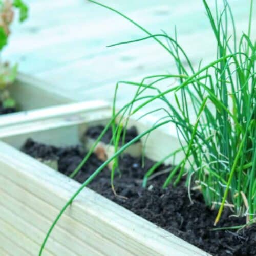 The Herb Kitchen Garden & DIY Lounge Decking